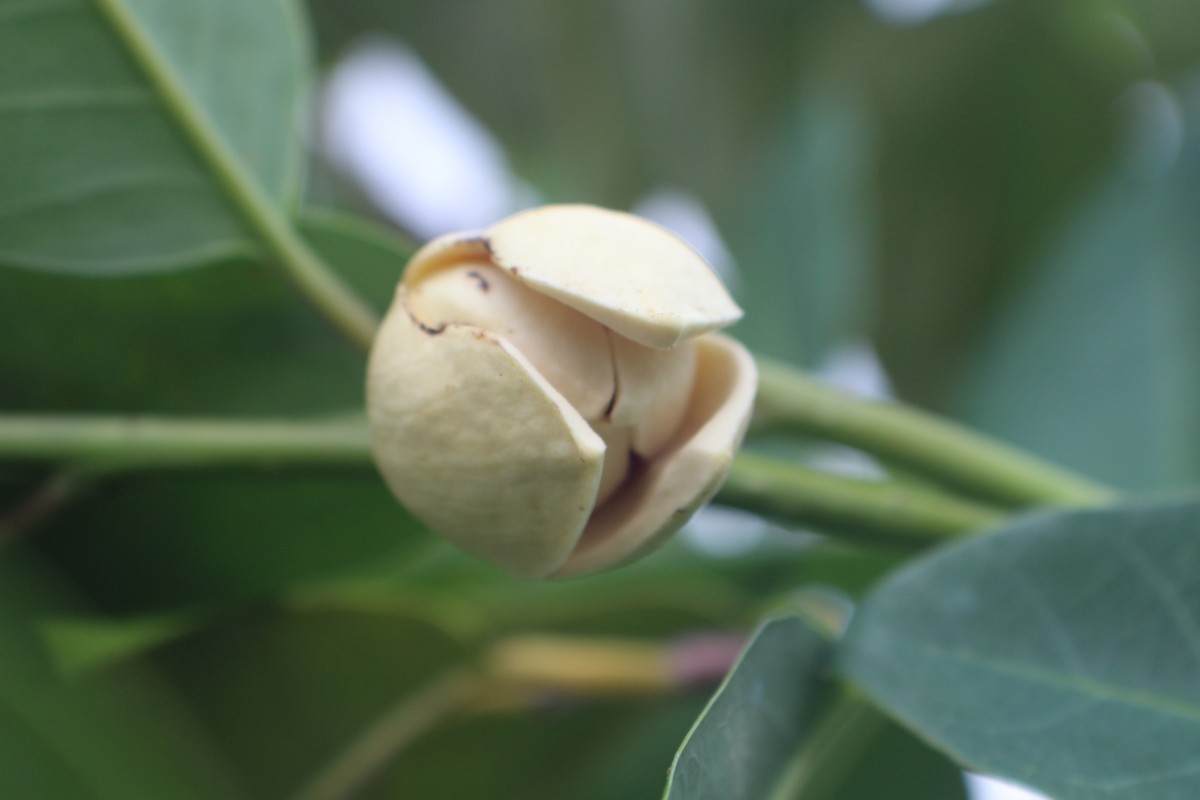 Annona glabra L.